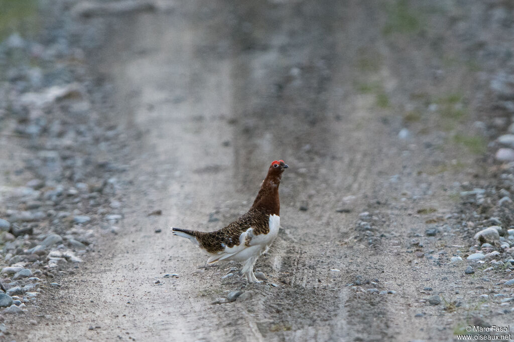 Lagopède des saules mâle adulte nuptial, identification