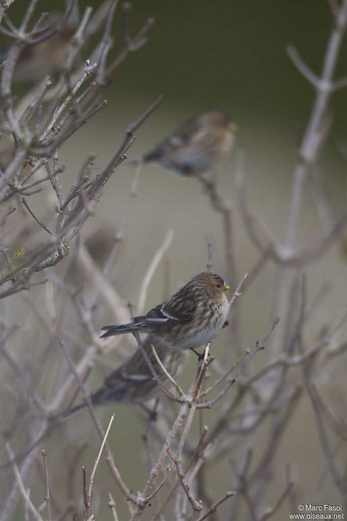 Twite