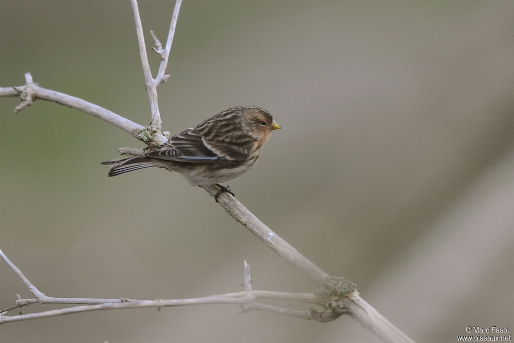 Twite