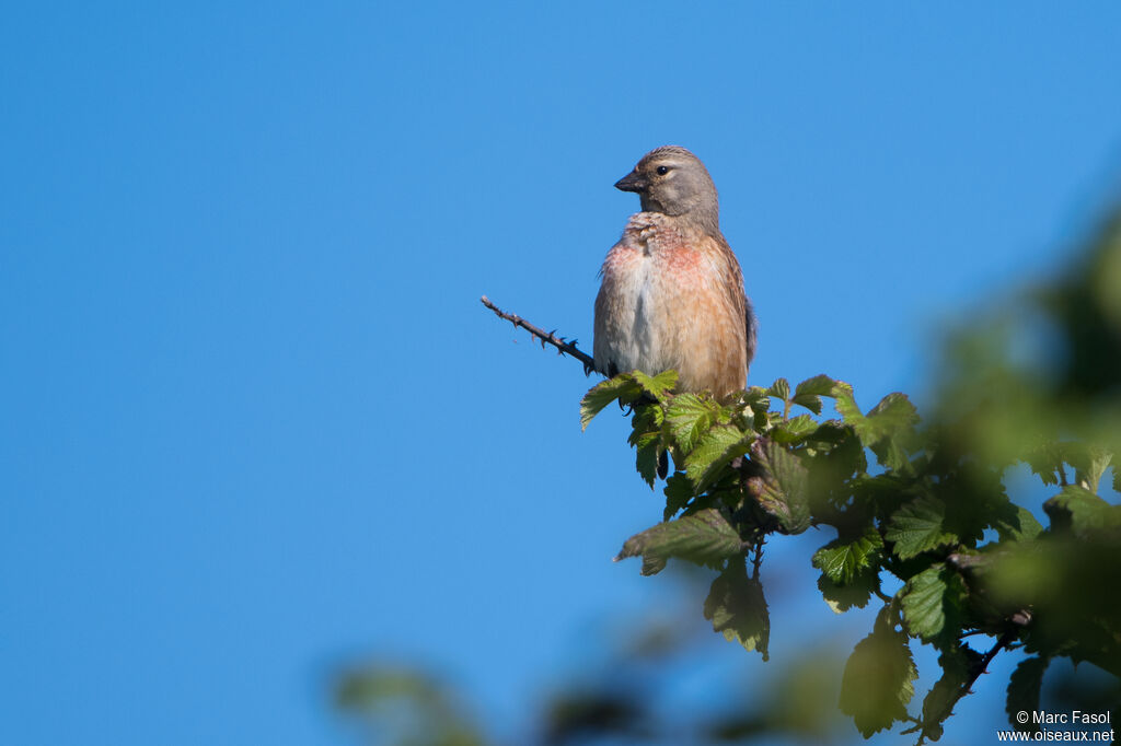 Linotte mélodieuse mâle 2ème année, identification