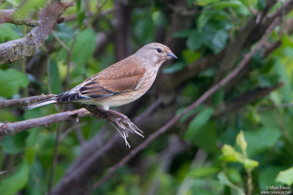 Linotte mélodieuse femelle adulte, identification, Nidification