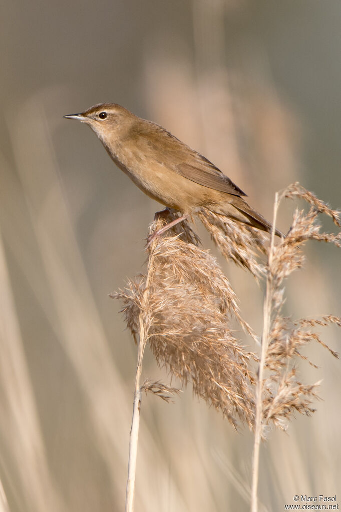 Locustelle luscinioïde mâle adulte nuptial, identification