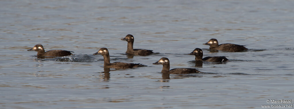 Velvet Scoter