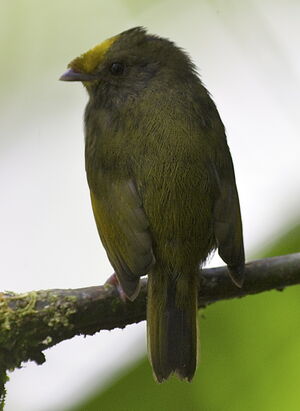 Manakin à ailes d'or