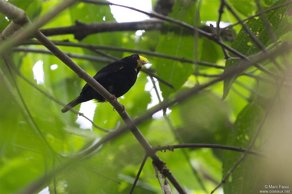 Manakin à ailes d'or