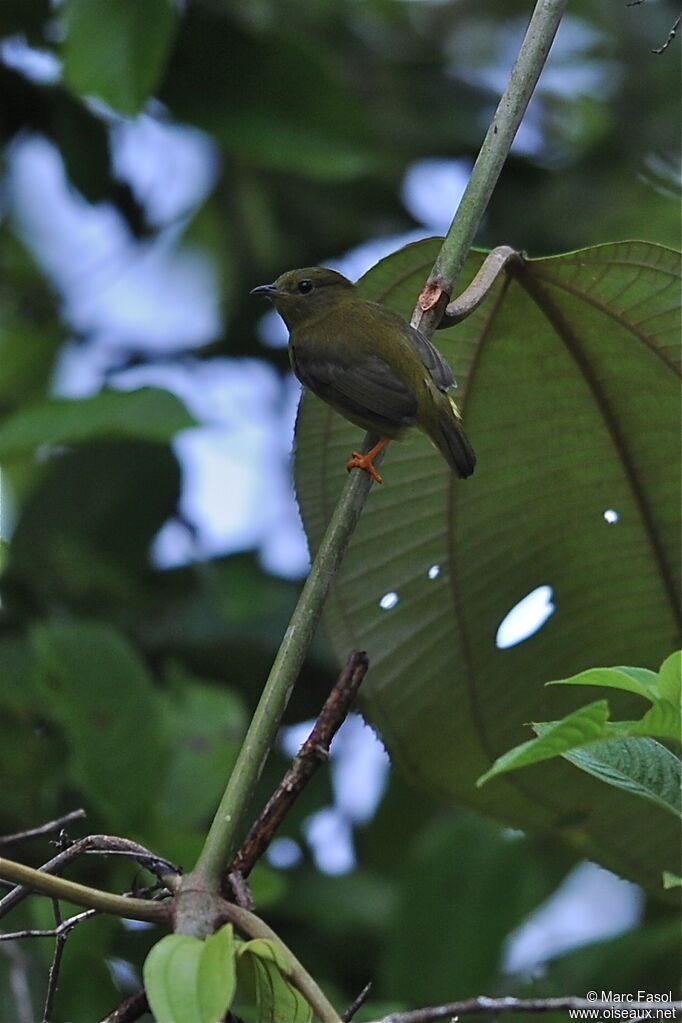 Manakin à col orange femelle adulte, identification