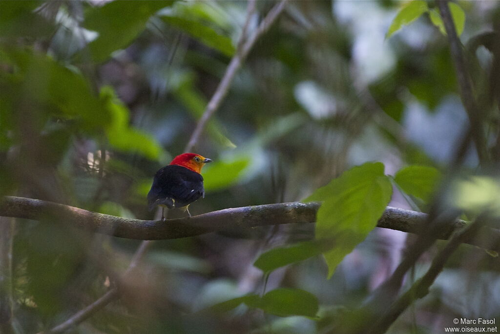 Manakin à queue barrée mâle, identification
