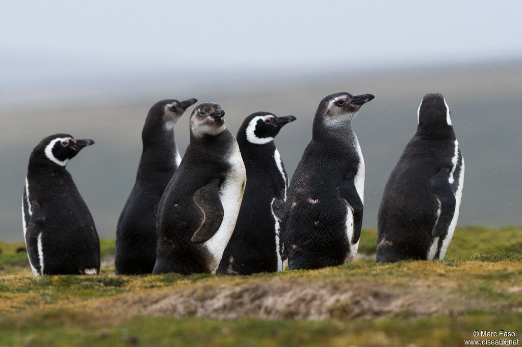 Magellanic Penguin
