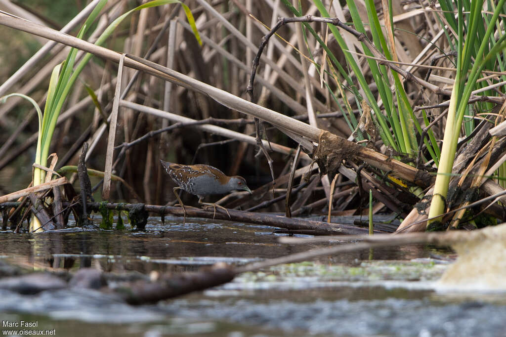 Baillon's Crakeadult breeding, habitat, walking