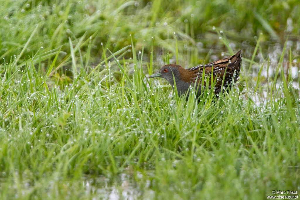 Baillon's Crake male adult breeding, identification, walking