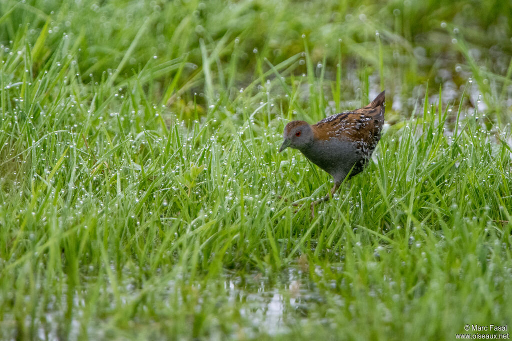 Baillon's Crake male adult breeding, habitat, walking