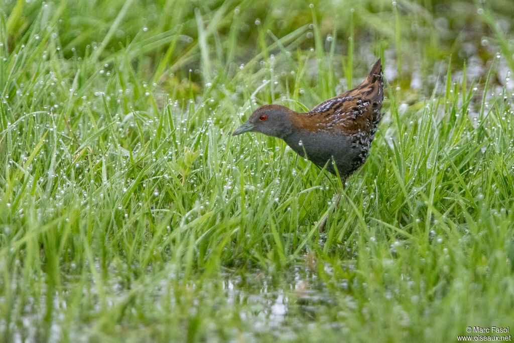 Baillon's Crake male adult breeding, identification, walking