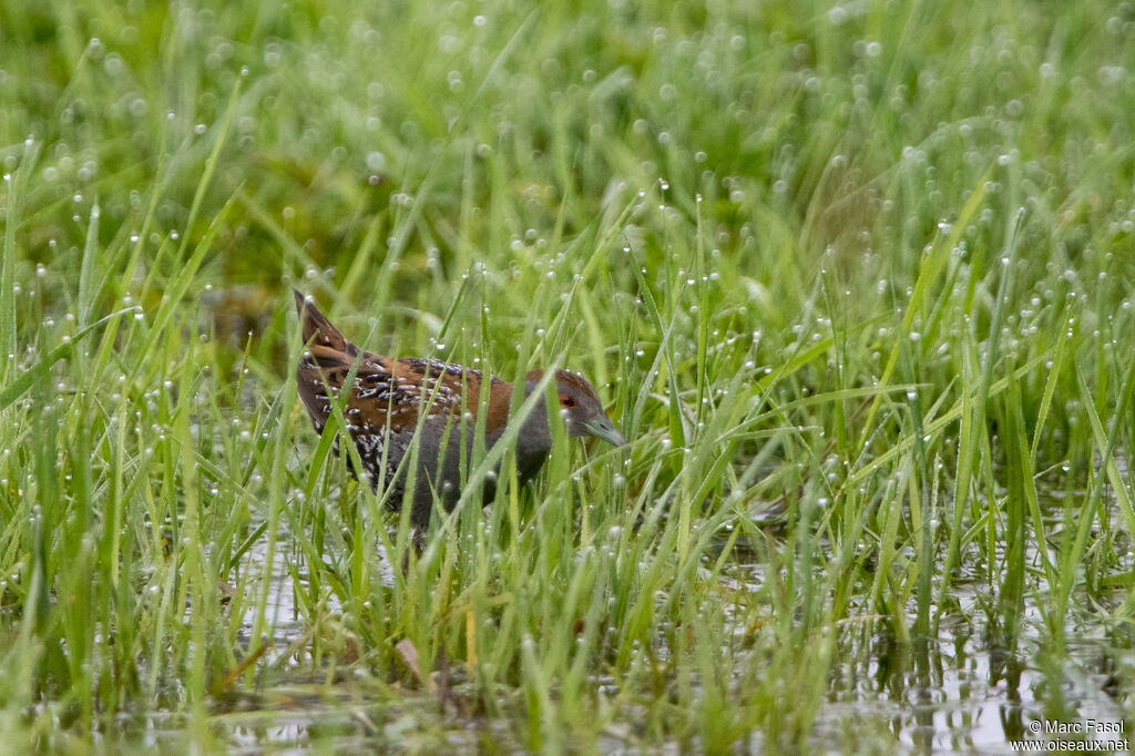 Baillon's Crake male adult breeding, habitat, walking