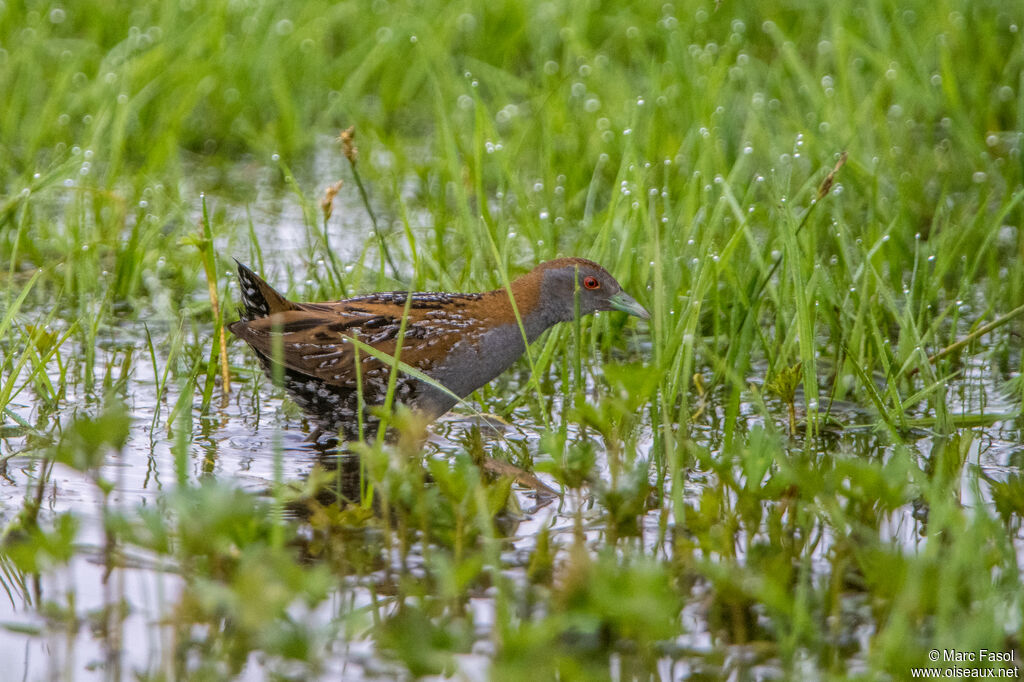Baillon's Crake male adult breeding, habitat, walking