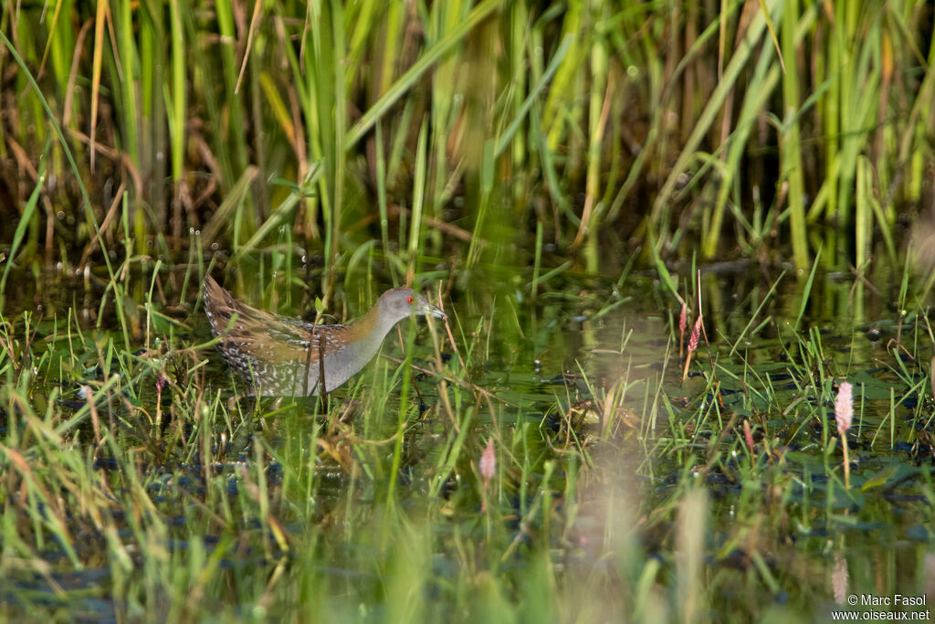 Baillon's Crakeadult breeding, walking