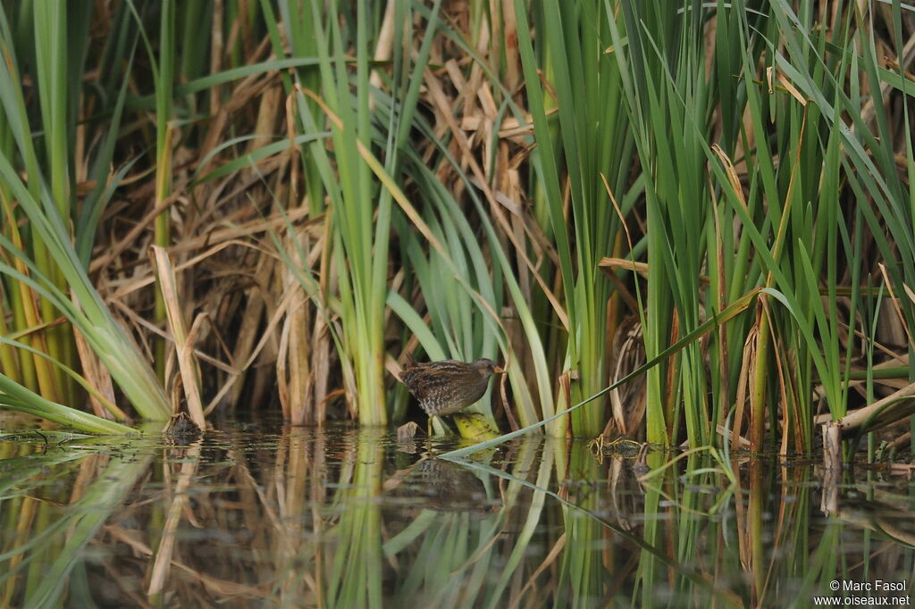 Spotted Crakeadult post breeding, identification, Behaviour