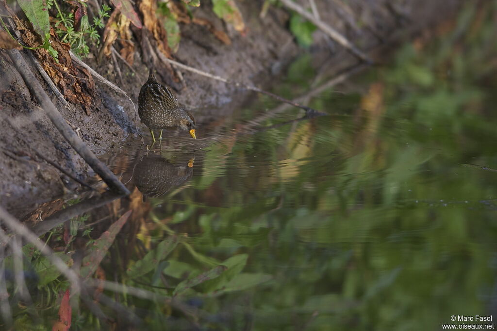 Spotted Crakeadult breeding, identification, feeding habits