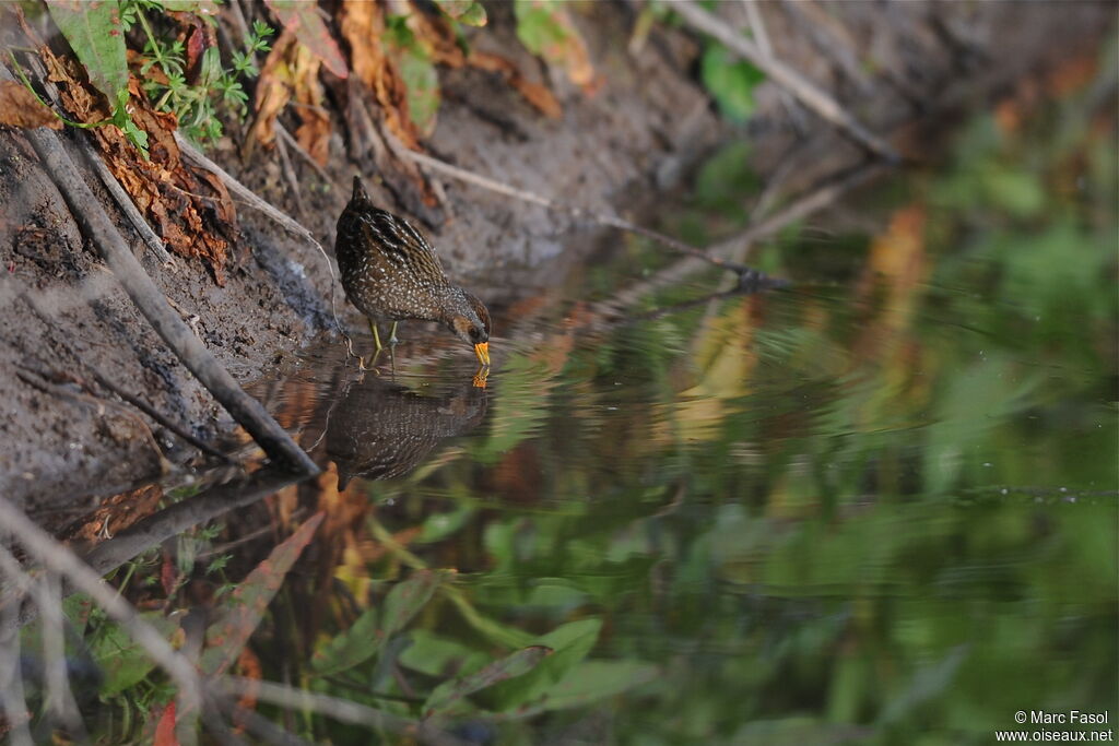 Spotted Crakeadult breeding, identification, feeding habits, Behaviour