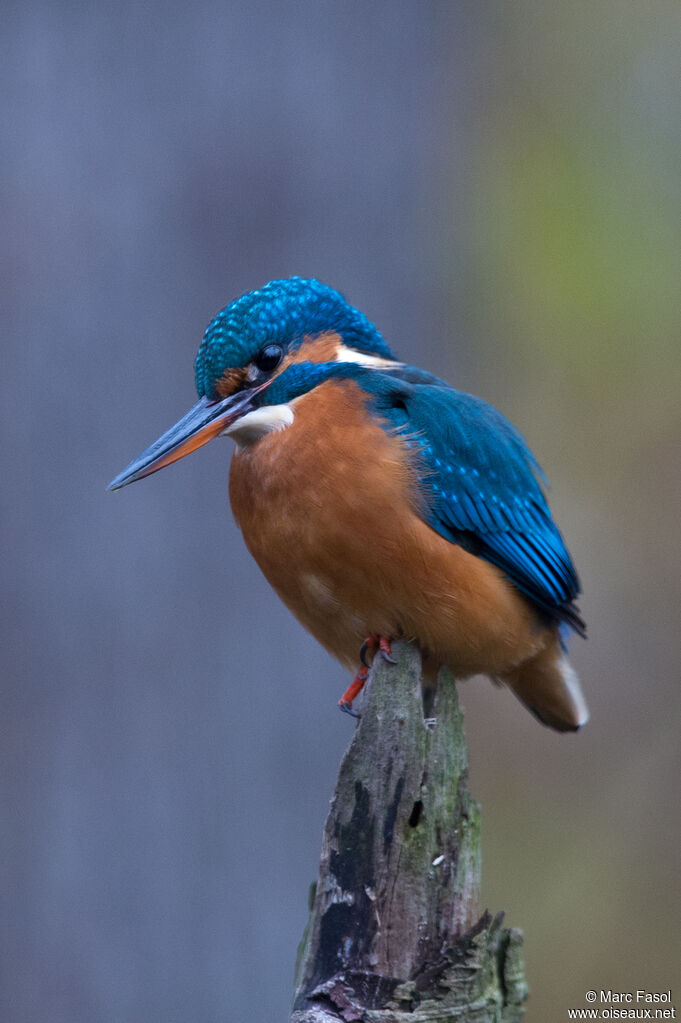 Common Kingfisher female adult