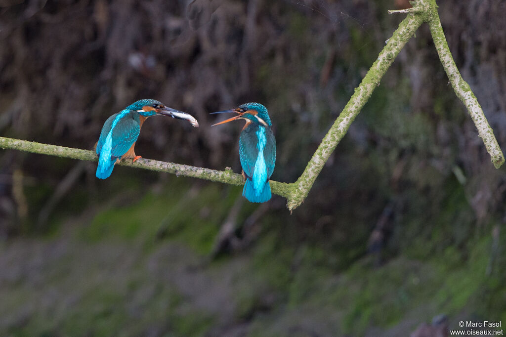 Common Kingfisheradult breeding, courting display