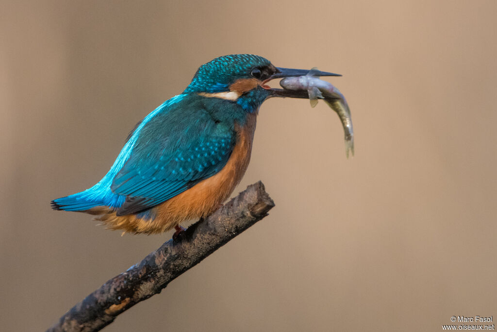 Martin-pêcheur d'Europe mâle adulte, identification, régime, mange