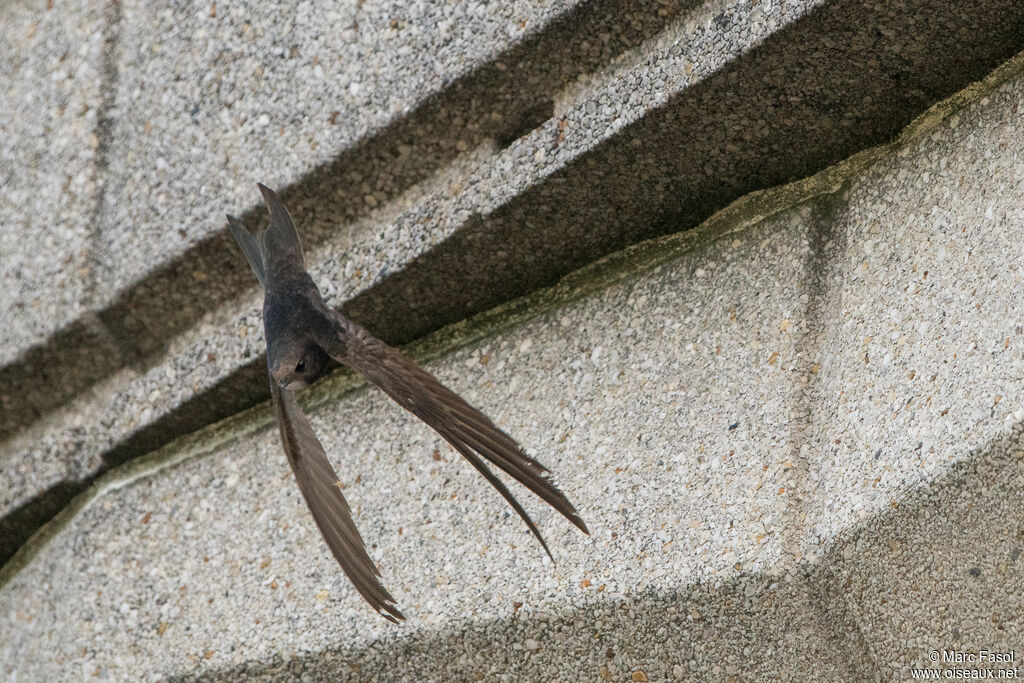 Martinet noiradulte nuptial, Vol, Nidification