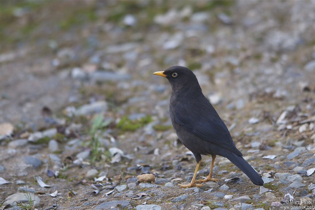 Sooty Thrushadult, identification