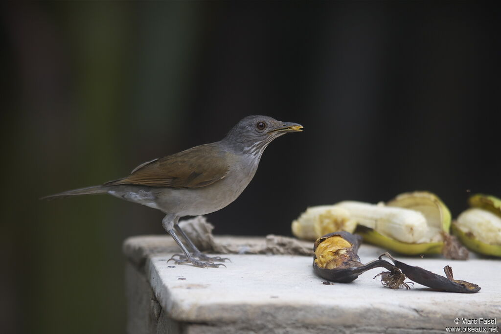Merle leucomèleadulte, identification, régime, Comportement