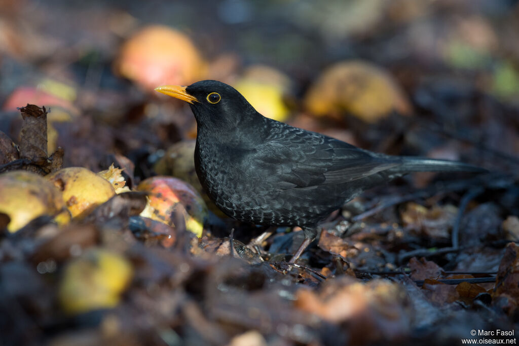 Common Blackbird male adult post breeding