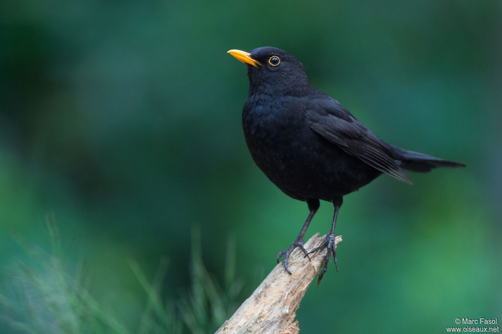 Common Blackbird male adult