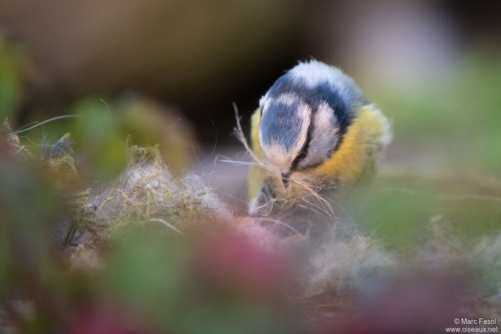 Mésange bleueadulte, identification, Nidification