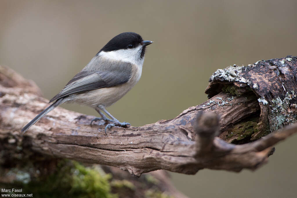 Willow Titadult, identification