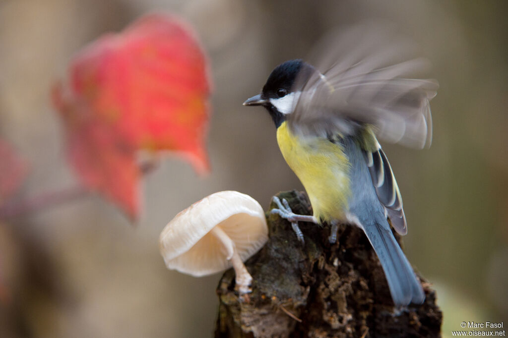 Great Titadult, identification