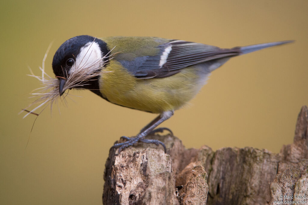 Great Titadult, identification, Reproduction-nesting