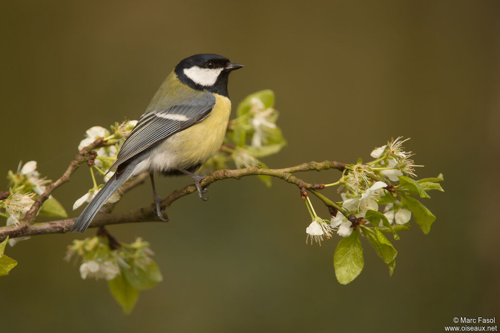 Great Titadult, identification