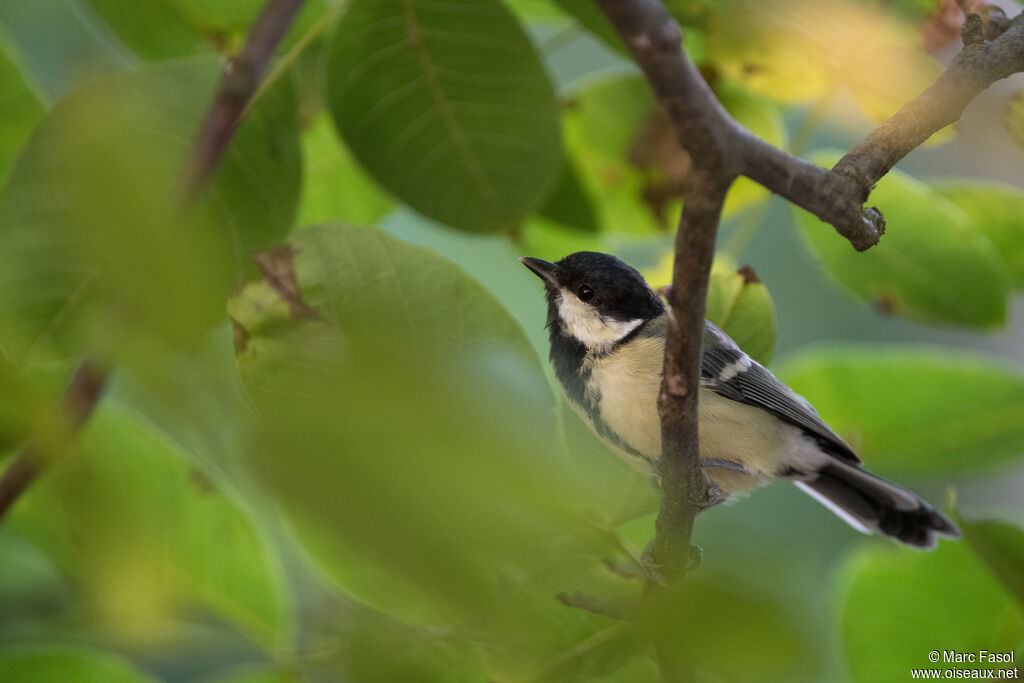Mésange charbonnièreadulte, mue