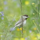 Mésange lugubre