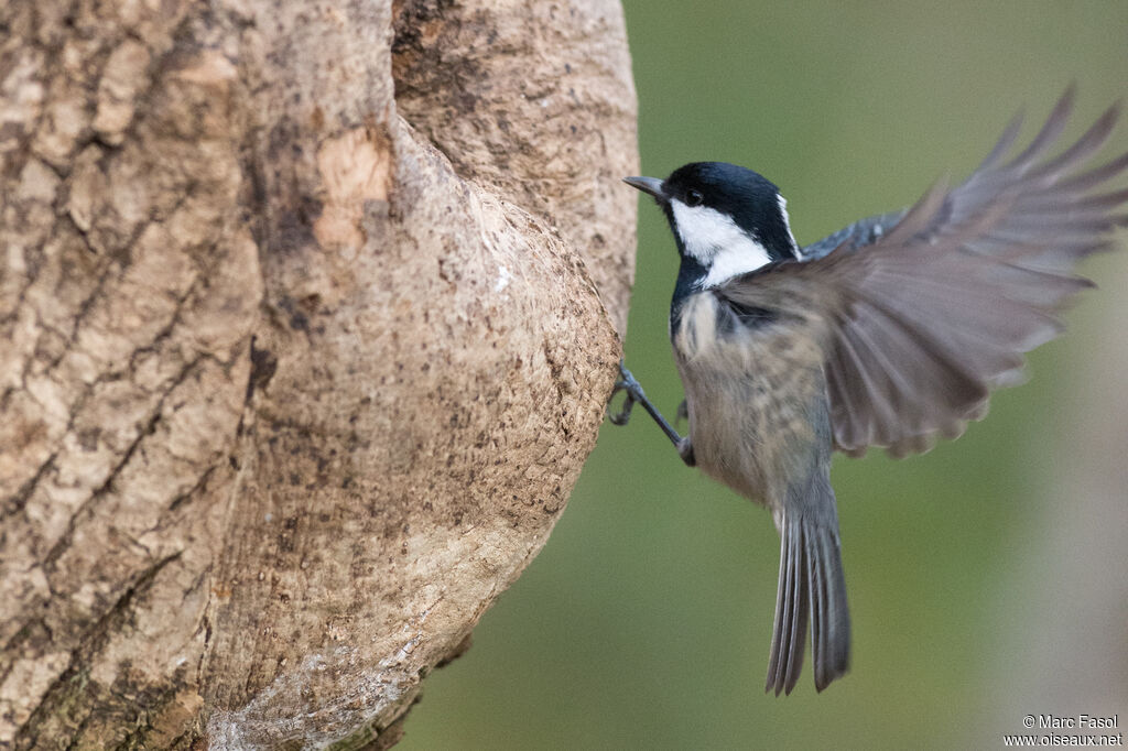 Mésange noire, Vol
