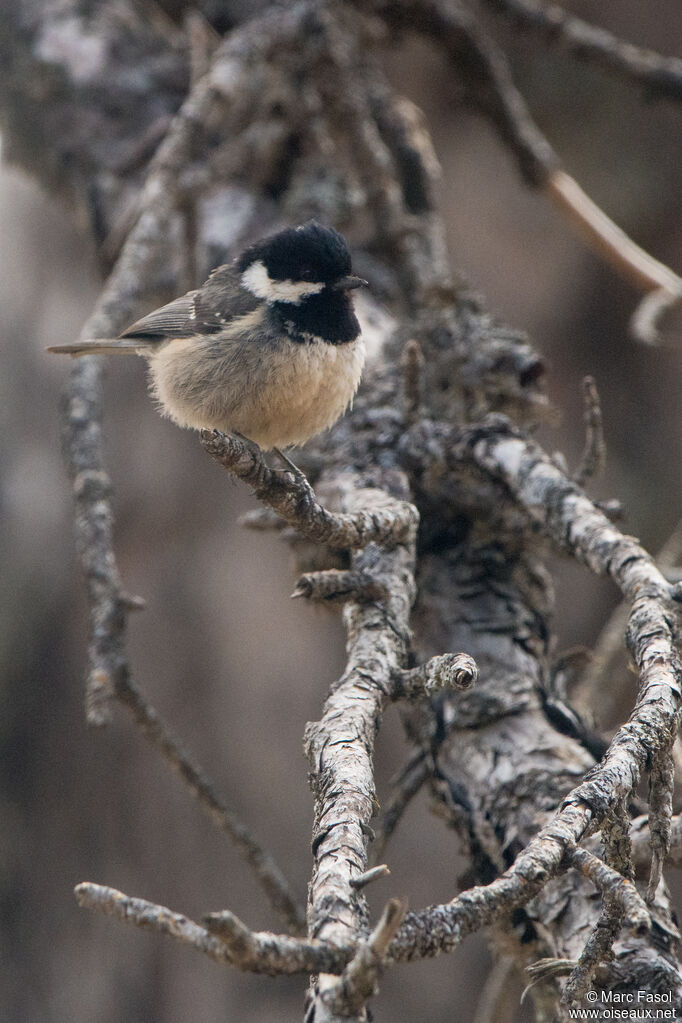 Mésange noireadulte, identification