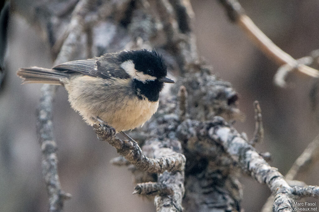 Mésange noireadulte, identification