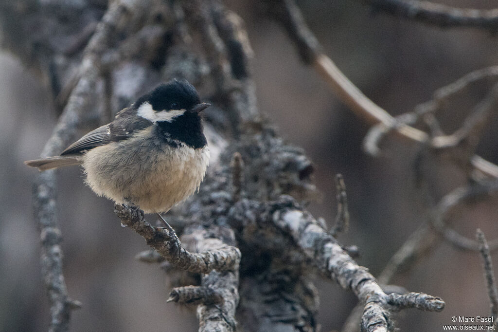 Mésange noireadulte, identification