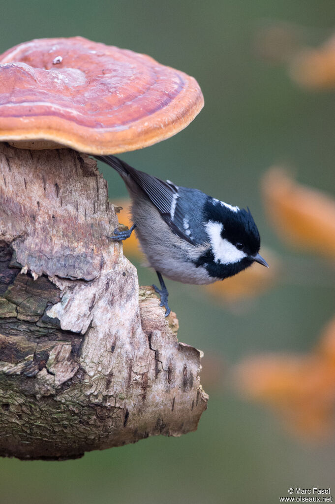 Mésange noireadulte internuptial, identification