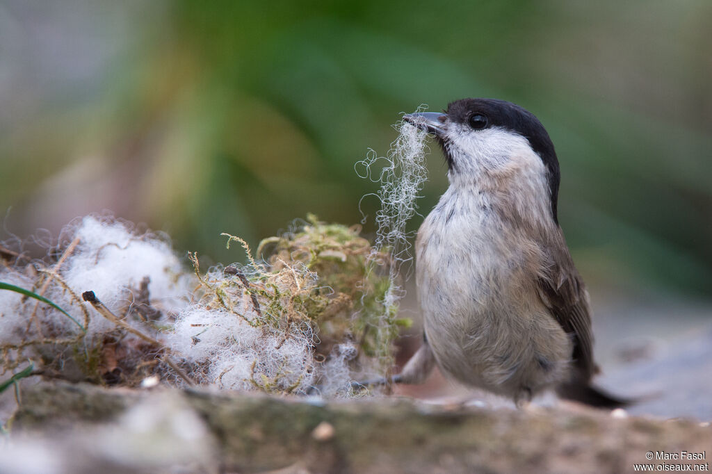 Mésange nonnetteadulte, identification, Nidification