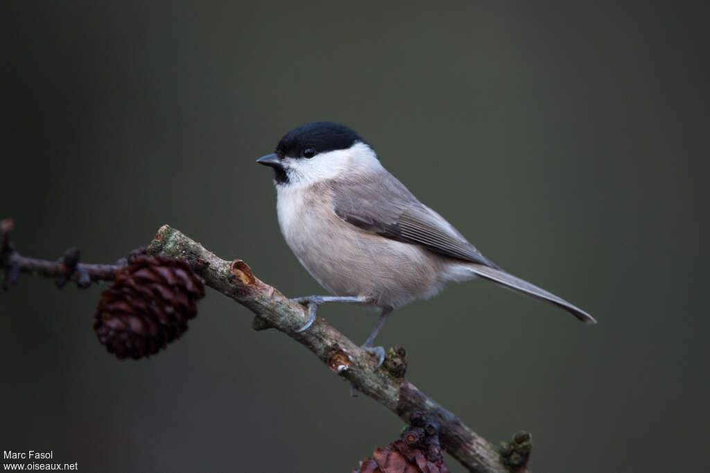 Mésange nonnetteadulte, identification