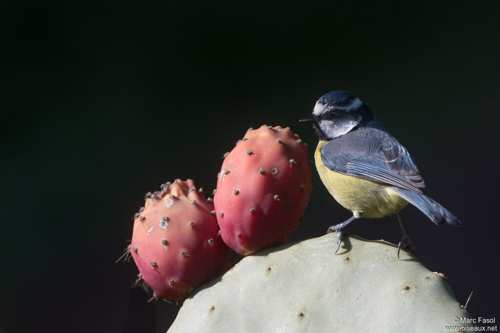 Mésange nord-africaineadulte, identification, régime
