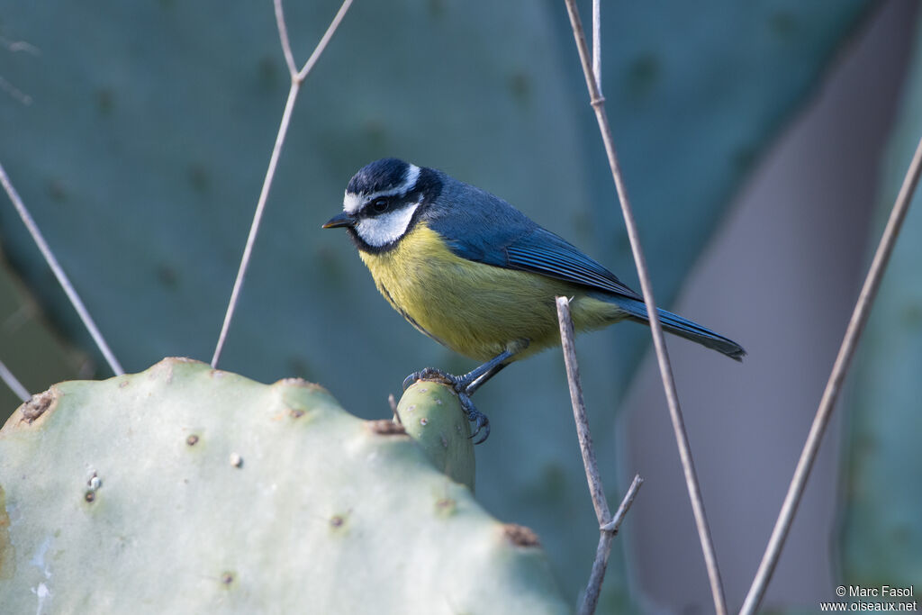 Mésange nord-africaineadulte, identification