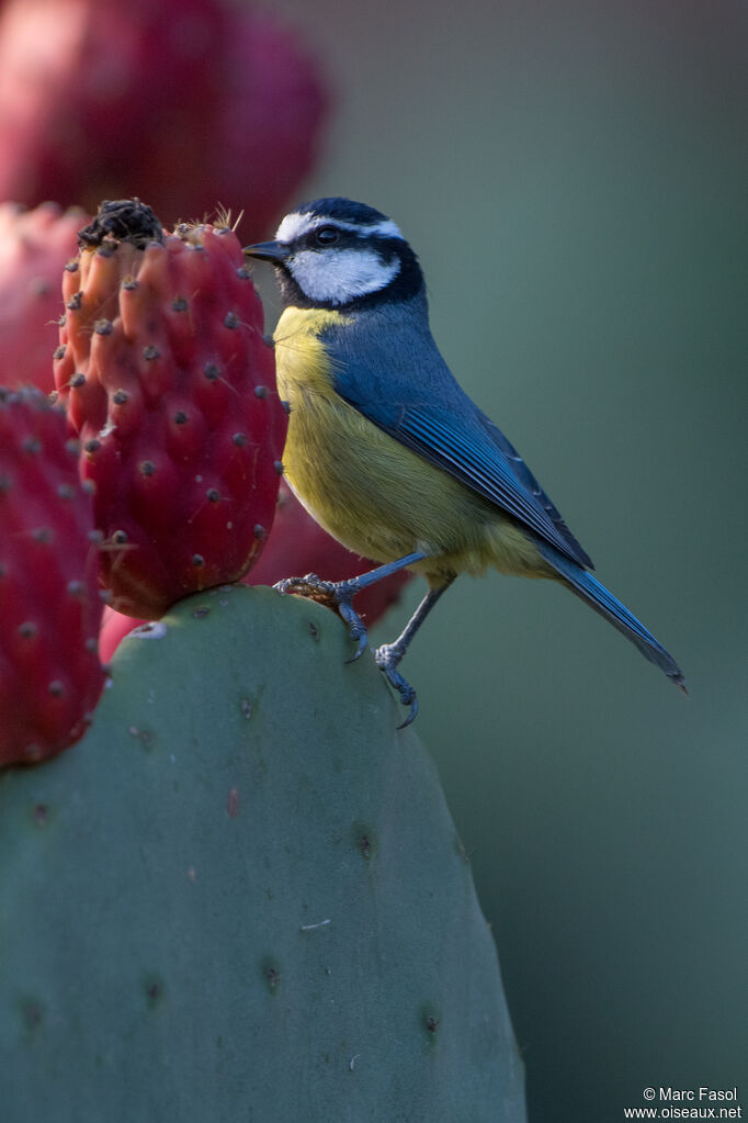 Mésange nord-africaineadulte, identification