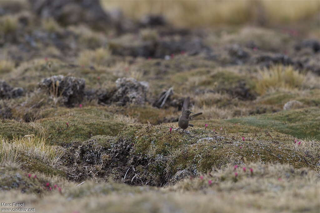 Olivaceous Thornbilladult, identification, Behaviour
