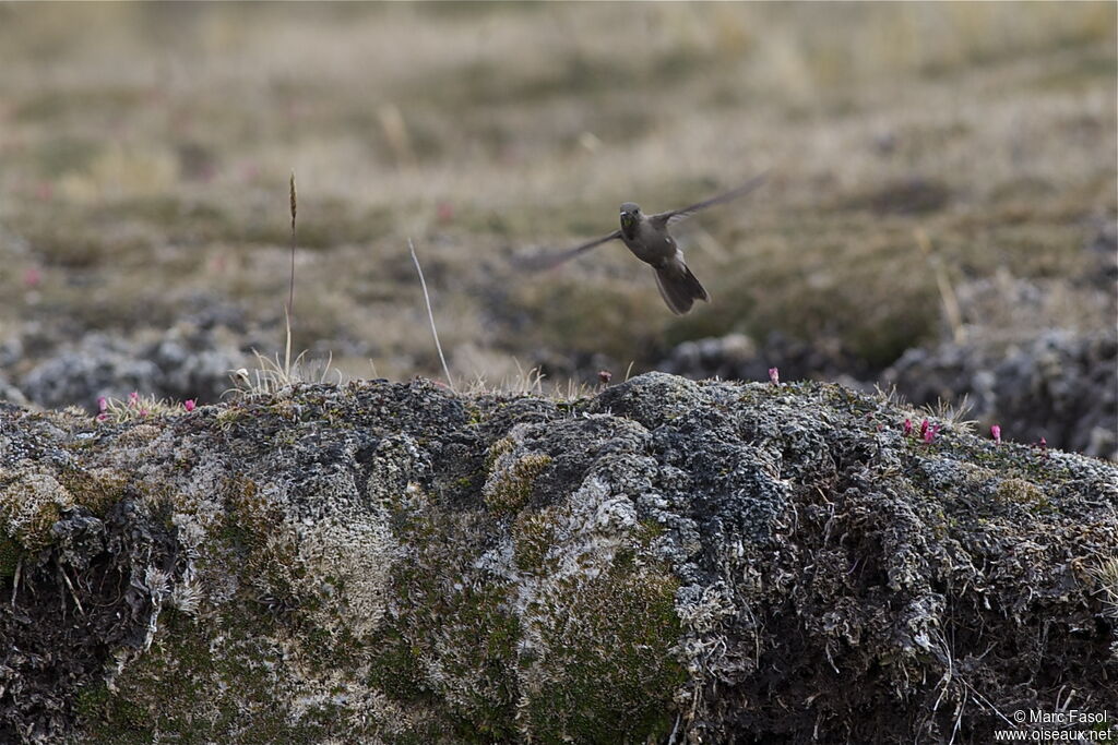 Olivaceous Thornbilladult, Flight