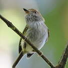 Microtyran chevelu